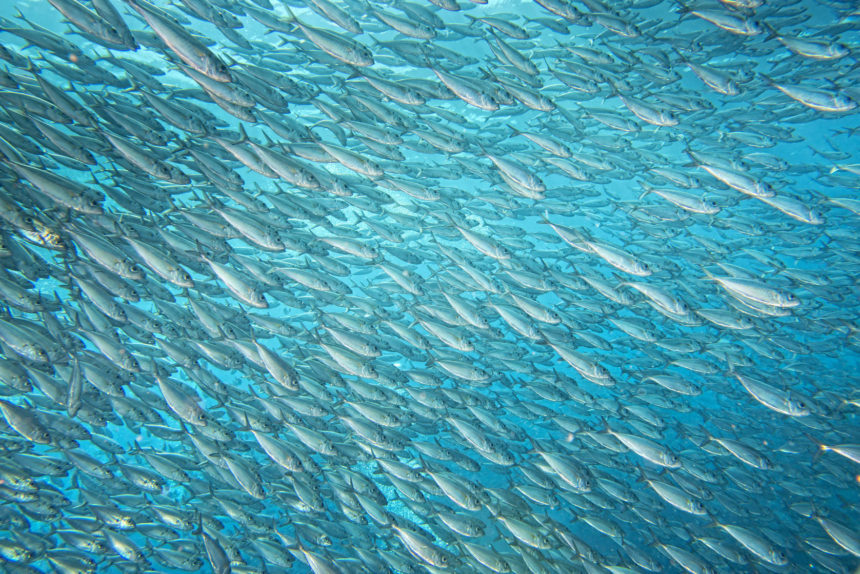 La sardina, nuestro pescado del mes